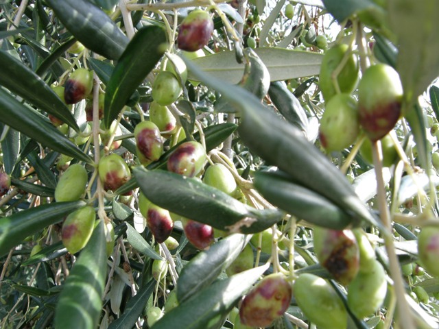  Olives